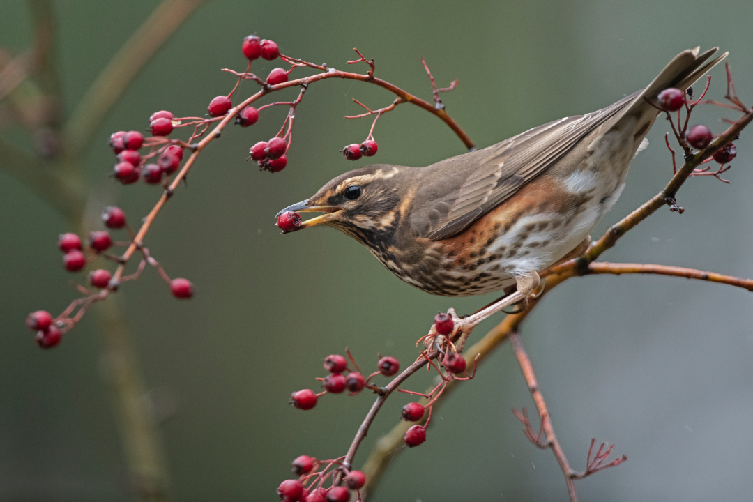 Grive mauvis sur une branche, tenant une baie rouge dans son bec